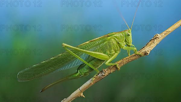 Green grasshopper sits on a branch against a blue sky and green vegetation. Great green bush-cricket