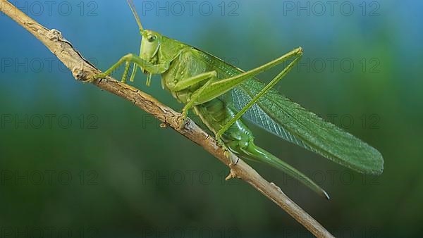 Green grasshopper sits on a branch against a blue sky and green vegetation. Great green bush-cricket