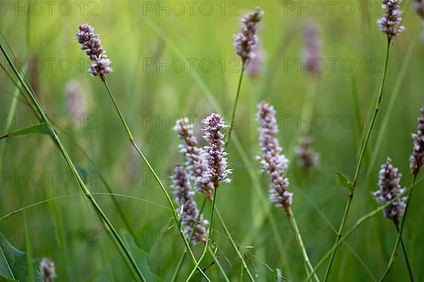 Meadow bistort