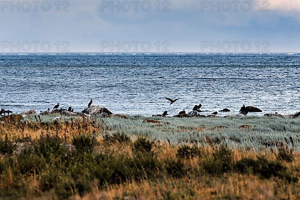 Great cormorant