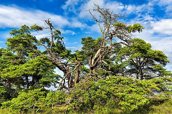 Wind-sculpted pines