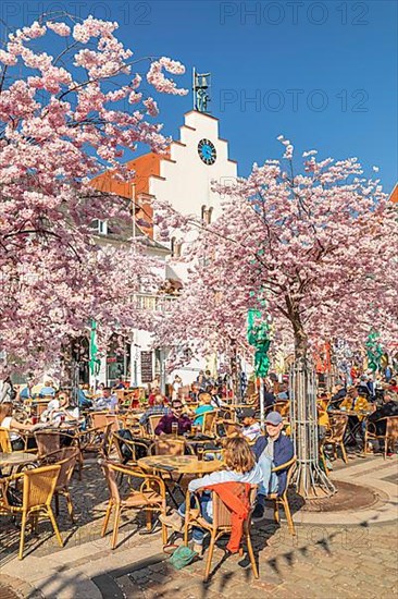 Cherry blossom at the town hall square