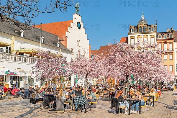 Cherry blossom at the town hall square