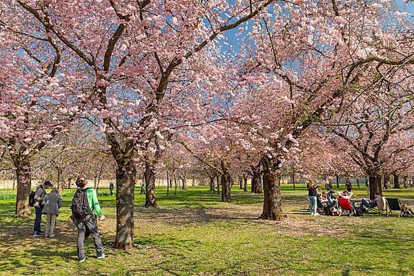 Cherry blossom in the baroque garden of Schwetzingen Palace