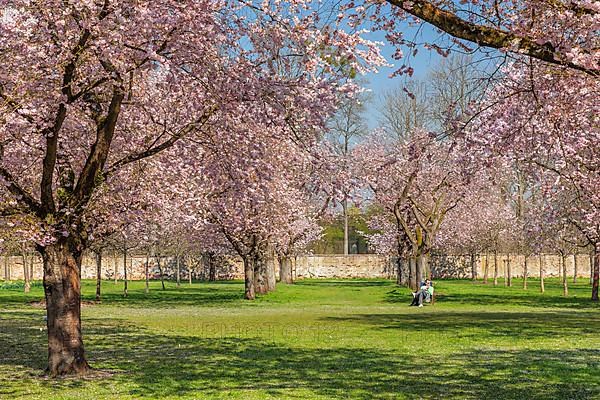 Cherry blossom in the baroque garden of Schwetzingen Palace