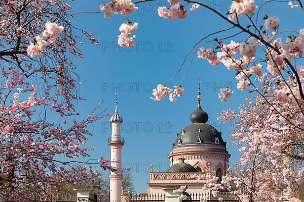 Cherry blossom in the baroque garden at the mosque in Schwetzingen Palace