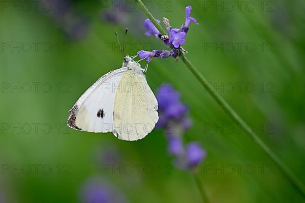 Small cabbage white