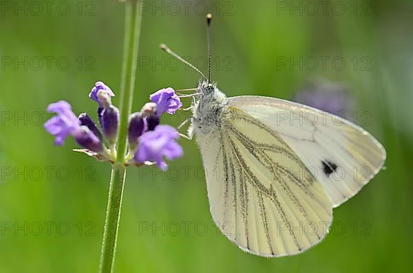 Small cabbage white