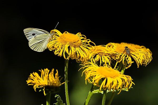 Cabbage butterfly