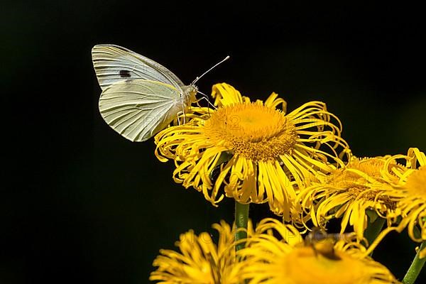 Cabbage butterfly