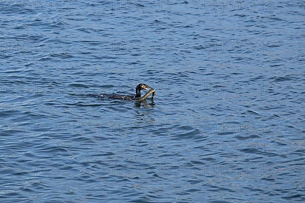 Cormorant caught eel