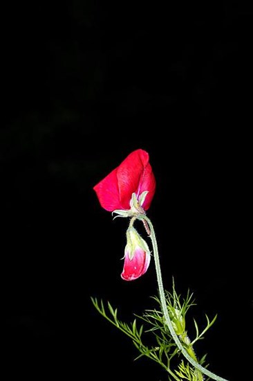 Flower of a perennial peavine