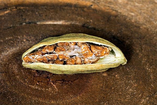 Cut open pod of green cardamom