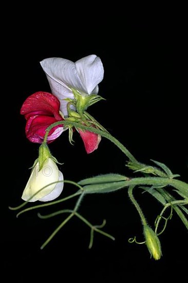 Flower of a perennial peavine