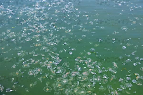 Jellyfish in the harbour basin