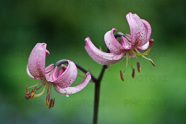 Turk's-cap lily