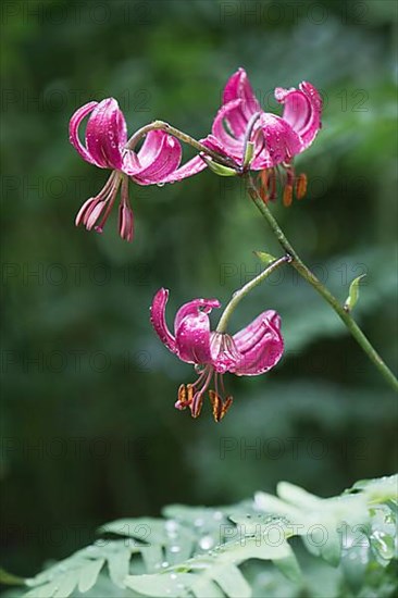 Turk's-cap lily