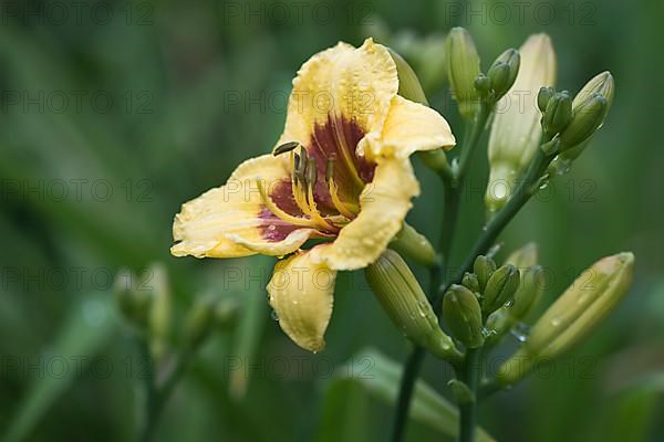 Daylily