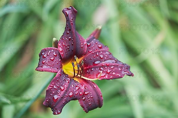 Daylily