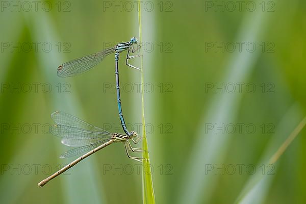 Blue damselfly