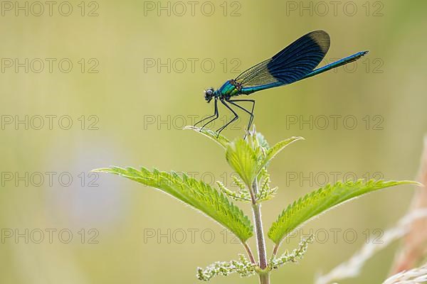 Banded demoiselle