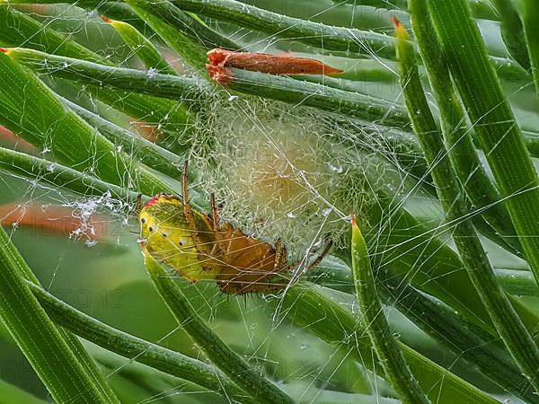 Close-up of cucumber green spider