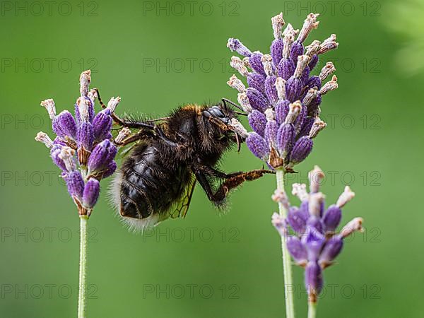 Bumblebee shimmying from one lavender flower to the next