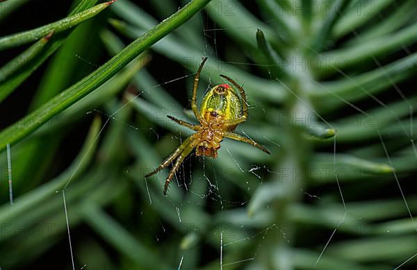 Close-up of cucumber green spider