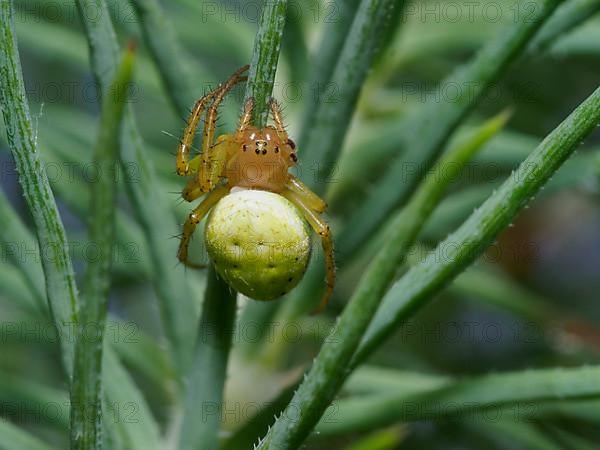 Close-up cucumber green spider