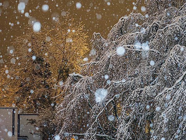 Snow flurries at night