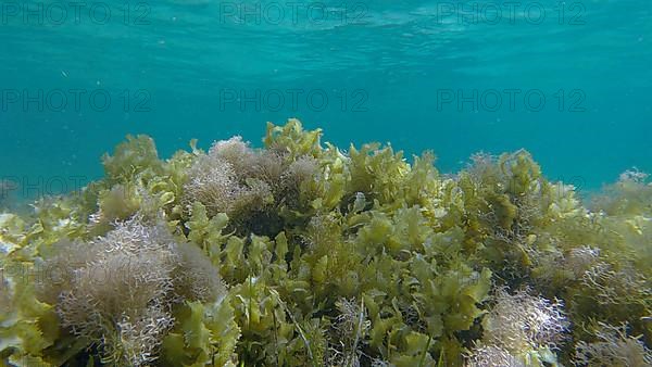 Dense thickets of red algae