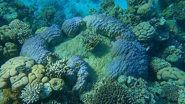 Beautiful tropical coral reef in the shape of a ring