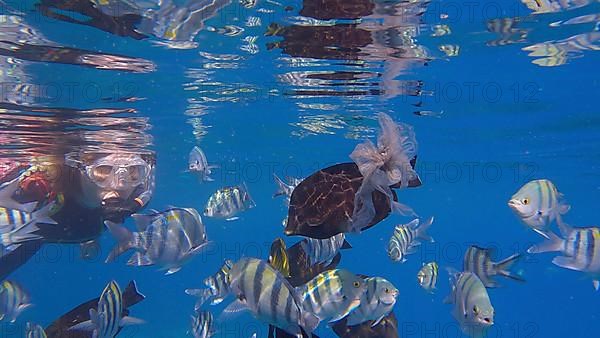Woman in diving equipment swims on the surface of the water and looks at marine life. Female snorkeler swims underwater and looking at on tropical fishes. Red sea