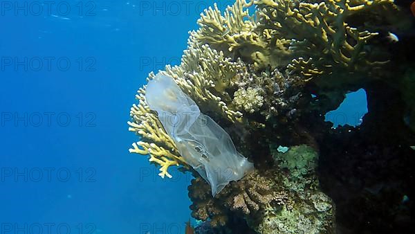 Plastic pollution of the Ocean