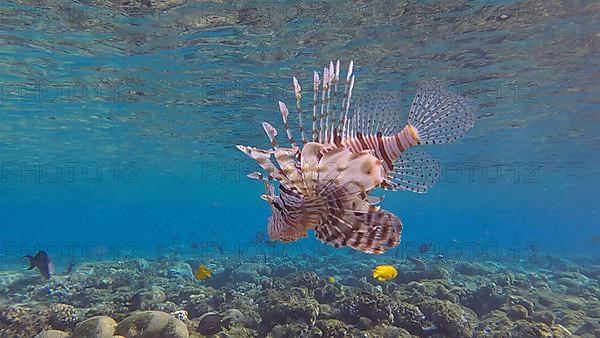 Common Lionfish or Red