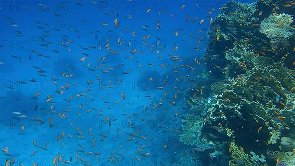 Colorful tropical fishes and beautiful coral reef on blue water background. Underwater life on coral reef in the ocean. Red sea