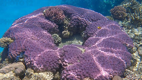 Beautiful tropical coral reef in the shape of a ring