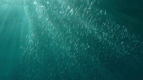 Large school of small fish swims under surface of water in the sun rays on dawn. Red sea