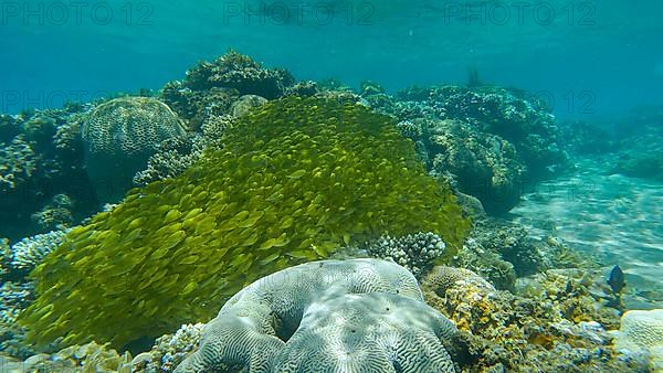 Massive school of juvenile Rabbitfish