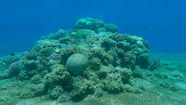 Colorful tropical fishes and beautiful coral reef on blue water background. Underwater life on coral reef in the ocean. Red sea