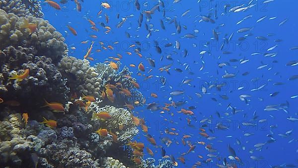 Colorful tropical fish swims on coral reef on blue water background. Underwater life in the ocean. Arabian Chromis