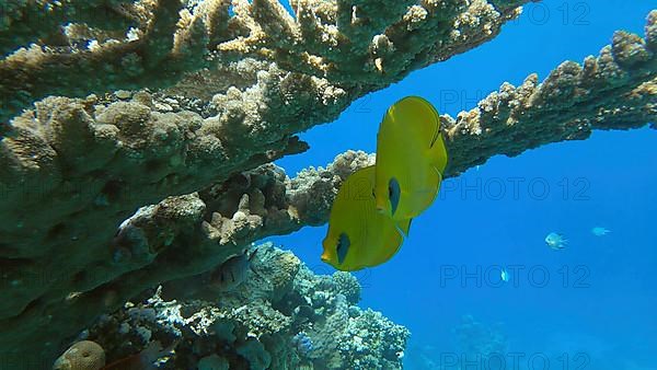 Couple Golden Butterflyfish