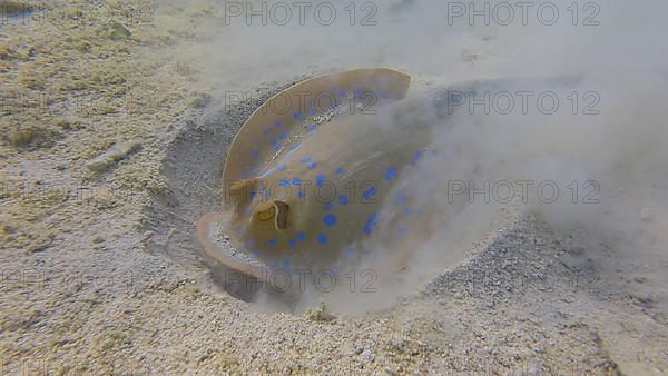 Stingray actively digs sandy bottom in search of food. Blue-spotted Stingray