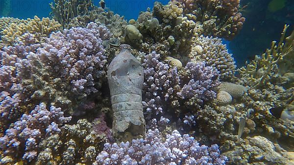 Old plastic bottle lies on the beautiful coral reef. Plastic pollution of the Ocean. Red sea