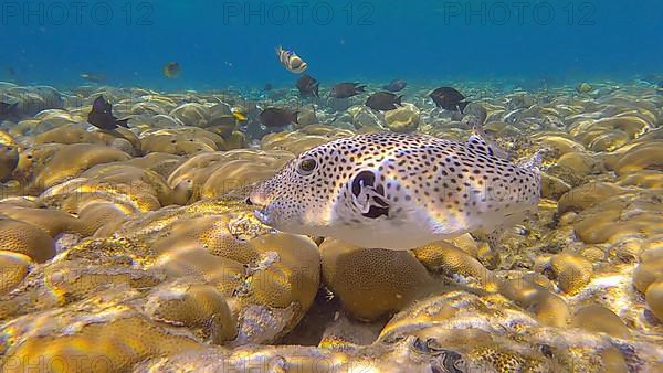 Pufferfish