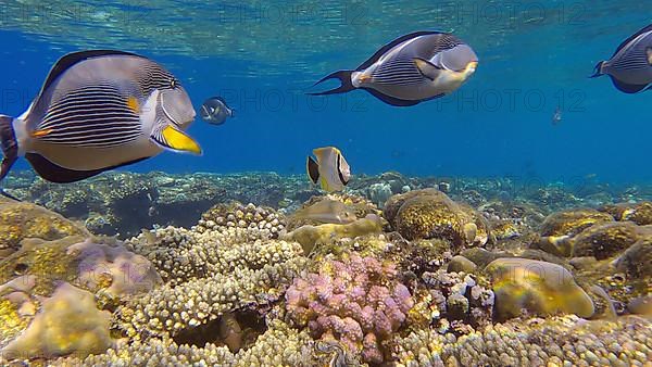 School of Surgeonfish swimming above top of coral reef in sun rays. Red Sea Clown Surgeon