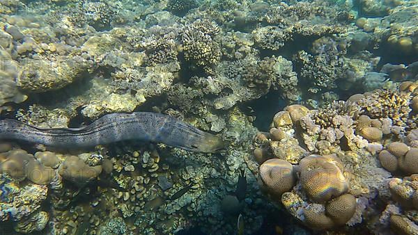 Close up of Moray eel swims over top of coral reef in shallow water in the morning sunlights. Giant moray