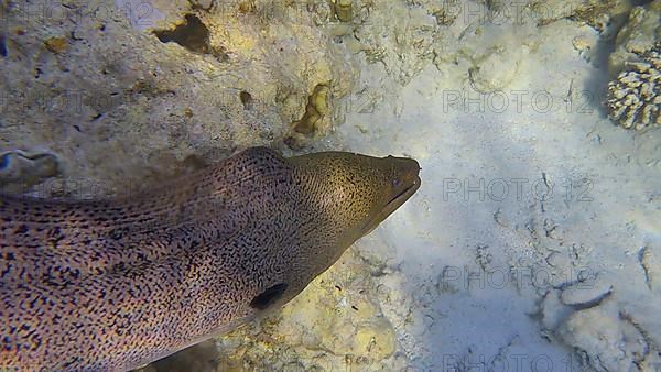 Close up of Moray eel swims over top of coral reef in shallow water in the morning sunlights. Giant moray
