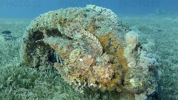 Scorpion fish lie on the reef. Bearded Scorpionfish