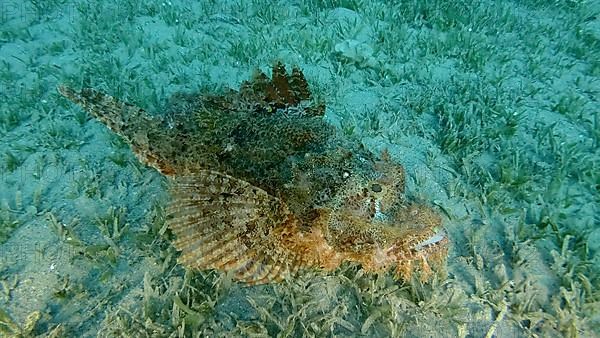 Scorpion fish lie on the reef. Bearded Scorpionfish